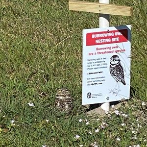 Burrowing Owls